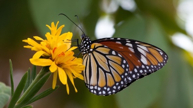 key west butterfly and nature conservatory